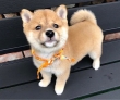 Gorgeous Shiba Inu puppies