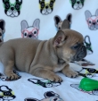 Adorable French Bulldog litters