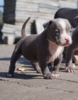 American pit bull terrier puppies