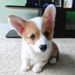 adorable Corgis puppies