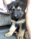 Pure breed German shepherd puppies  last ones