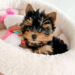 Teacup Yorkie Puppies for good homes