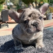 Beautiful French Merle Bulldog Puppies