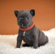 AKC French Bulldog Puppies For Rehoming