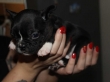 french bulldog Babies....