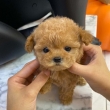 Micro Toy Poodle Puppies For Sale