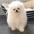 Pomeranian puppies for sale