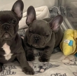 Adorable pure breed French Bulldog puppies