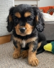 cavalier king Charles spaniel puppies