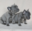 Pure breed French Bulldog