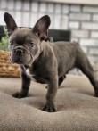 French bulldog