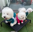 Playful Bichon frise puppies