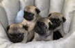 Adorable Pug Puppies