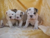 English bulldog puppies for sale 