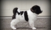 Good looking and playful Akita puppies