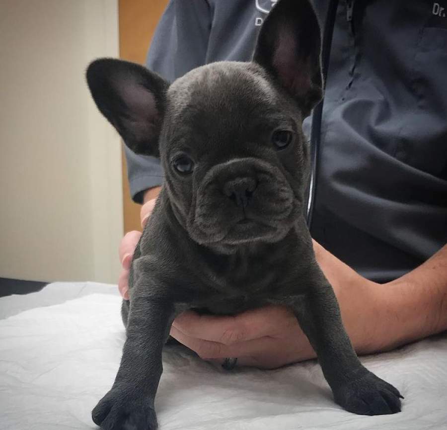 Adorable healthy french bulldog puppies for rehoming Florida