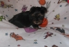 Pretty Pedigree Healthy black and tan Yorkshire Terrier Pups