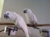 Umbrella cockatoos 