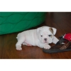 TWO CUTE ENGLISH BULLDOG PUPPIES FOR ADOPTION