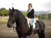 Beautiful Frisian horse for free adoptiony