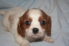 nice and friendly caviar king Charles spaniels for sale