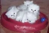 White Persian kittens for adoption