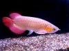 Asian Red, RTG, Super Red, Chili Red, Golden X back Arowanas For Sale!!!!!!Very Cheap