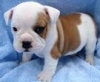 AKC English Bulldog Puppies for adoption