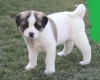 lovely akita puppies available now
