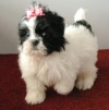 Cute and healthy shih-tzu puppies