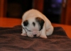 ENGLISH - BULLDOG PUPPIES FOR SALE ......