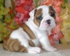 AKC English Bulldog Puppies for adoption