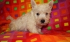 Absolutely Adorable Little West Highland White Terrier Pups