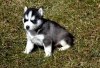 Happy, Chunky Healthy Male & Female Siberian Husky Pups.