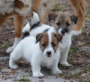 Fabulously Black and Tan/Tri Coloured Cream Jack Russell Pups