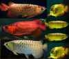 We have available and supply quality arowana fishes like, Asian red, RTG, super red, chili red, Gold