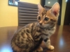 TICA-CHAMPION-MALE-AND-FEMALE-BENGAL