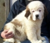 Cute saint bernard puppies ready for new rehome.