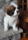 lovely Saint Bernard puppies for sale a good home.
