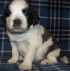 St bernard puppies for Adoption.
