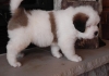AKC Registered saint bernard puppies.