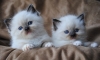 Ragdoll-kittens-for-sale-