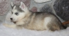 Gorgeous Blue Eyes Siberian Husky Puppies