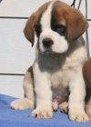Top qualities saint Bernard puppies for free.