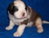 nice looking saint bernard pups.