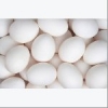 White Eggs For Sale..