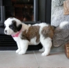 Saint Bernard Puppies For Sale