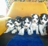 Siberian Huskies for sale 