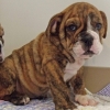 Male and female English Bulldog puppies available