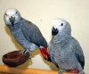 DNA TASTED FEMALE AND MALE PARROTS